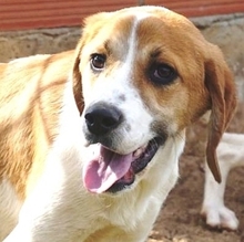 LONY, Hund, Mischlingshund in Griechenland - Bild 28