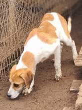 LONY, Hund, Mischlingshund in Griechenland - Bild 29