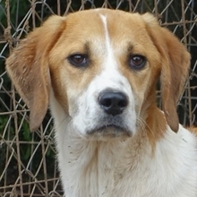 LONY, Hund, Mischlingshund in Griechenland - Bild 31