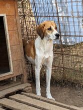 LONY, Hund, Mischlingshund in Griechenland - Bild 32