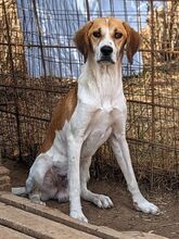 LONY, Hund, Mischlingshund in Griechenland - Bild 34