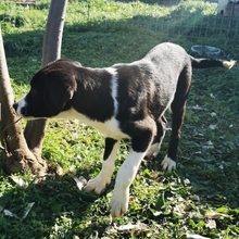 LUPO, Hund, Mischlingshund in Griechenland - Bild 10