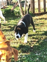 LUPO, Hund, Mischlingshund in Griechenland - Bild 11