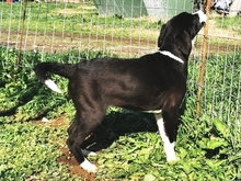 LUPO, Hund, Mischlingshund in Griechenland - Bild 13
