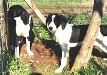 LUPO, Hund, Mischlingshund in Griechenland - Bild 14