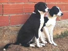 LUPO, Hund, Mischlingshund in Griechenland - Bild 16
