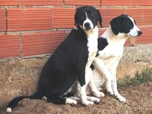 LUPO, Hund, Mischlingshund in Griechenland - Bild 17