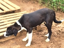 LUPO, Hund, Mischlingshund in Griechenland - Bild 20