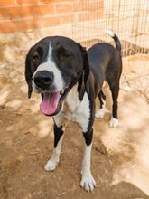 LUPO, Hund, Mischlingshund in Griechenland - Bild 25