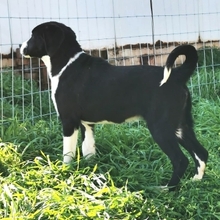LUPO, Hund, Mischlingshund in Griechenland - Bild 9