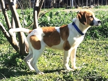 LEVI, Hund, Mischlingshund in Griechenland - Bild 11