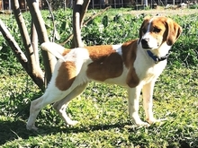 LEVI, Hund, Mischlingshund in Griechenland - Bild 12
