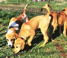 LEVI, Hund, Mischlingshund in Griechenland - Bild 16