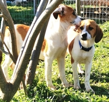 LEVI, Hund, Mischlingshund in Griechenland - Bild 17
