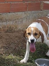 LEVI, Hund, Mischlingshund in Griechenland - Bild 19