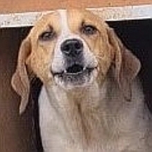 LEVI, Hund, Mischlingshund in Griechenland - Bild 20