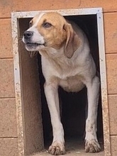 LEVI, Hund, Mischlingshund in Griechenland - Bild 21