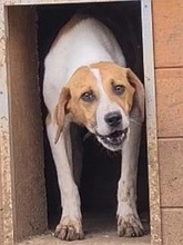 LEVI, Hund, Mischlingshund in Griechenland - Bild 22