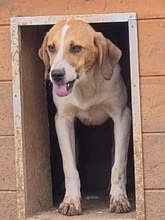 LEVI, Hund, Mischlingshund in Griechenland - Bild 23