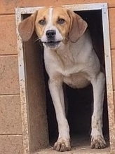 LEVI, Hund, Mischlingshund in Griechenland - Bild 24