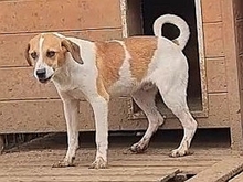 LEVI, Hund, Mischlingshund in Griechenland - Bild 25