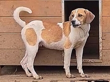 LEVI, Hund, Mischlingshund in Griechenland - Bild 26