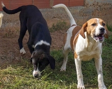 LEVI, Hund, Mischlingshund in Griechenland - Bild 28
