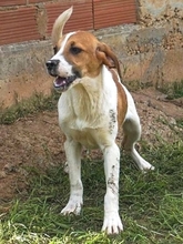 LEVI, Hund, Mischlingshund in Griechenland - Bild 29