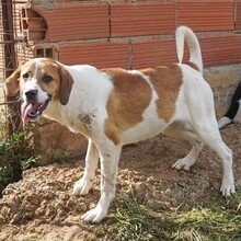LEVI, Hund, Mischlingshund in Griechenland - Bild 30