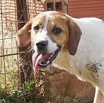LEVI, Hund, Mischlingshund in Griechenland - Bild 31