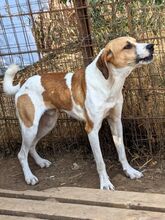LEVI, Hund, Mischlingshund in Griechenland - Bild 32