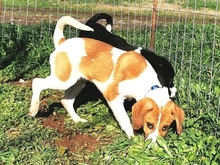 LEVI, Hund, Mischlingshund in Griechenland - Bild 9