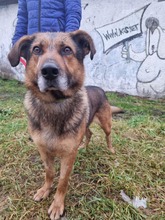 QUICK, Hund, Mischlingshund in Slowakische Republik - Bild 1