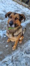 QUICK, Hund, Mischlingshund in Slowakische Republik - Bild 11