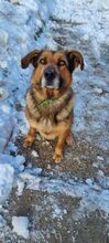 QUICK, Hund, Mischlingshund in Slowakische Republik - Bild 12