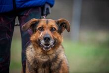QUICK, Hund, Mischlingshund in Slowakische Republik - Bild 14