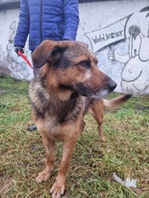QUICK, Hund, Mischlingshund in Slowakische Republik - Bild 2