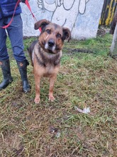 QUICK, Hund, Mischlingshund in Slowakische Republik - Bild 4