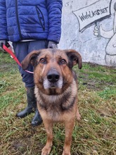 QUICK, Hund, Mischlingshund in Slowakische Republik - Bild 6