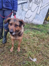 QUICK, Hund, Mischlingshund in Slowakische Republik - Bild 7