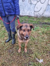 QUICK, Hund, Mischlingshund in Slowakische Republik - Bild 8