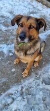 QUICK, Hund, Mischlingshund in Slowakische Republik - Bild 9