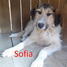 SOFIA, Hund, Mischlingshund in Rheine - Bild 1