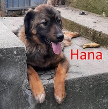 HANA, Hund, Mischlingshund in Bulgarien - Bild 1