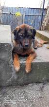 HANA, Hund, Mischlingshund in Bulgarien - Bild 2