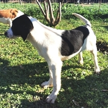 LIZY, Hund, Mischlingshund in Griechenland - Bild 13