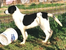 LIZY, Hund, Mischlingshund in Griechenland - Bild 14