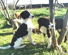 LIZY, Hund, Mischlingshund in Griechenland - Bild 18