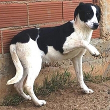 LIZY, Hund, Mischlingshund in Griechenland - Bild 20