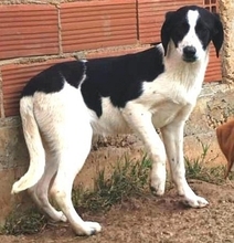 LIZY, Hund, Mischlingshund in Griechenland - Bild 21